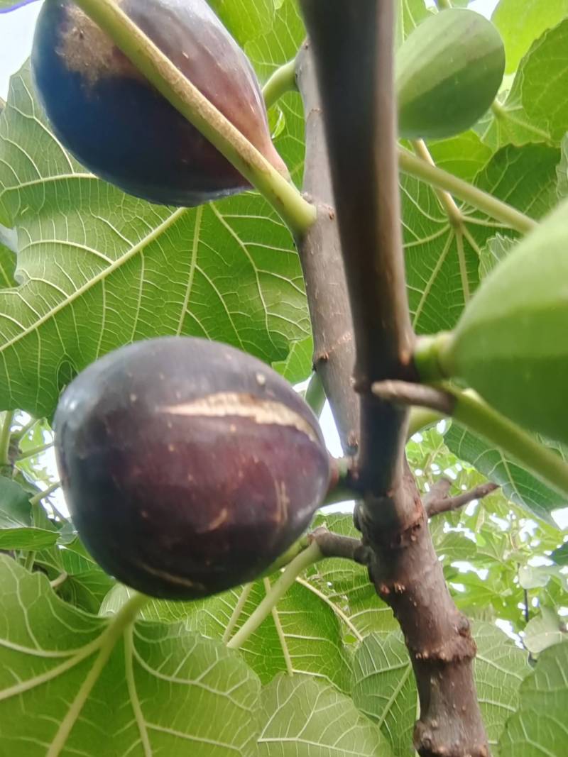 久留米,黑卡龙,黑帝王,你们喜欢哪个? - 无花果论坛 - 水果邦农人之家