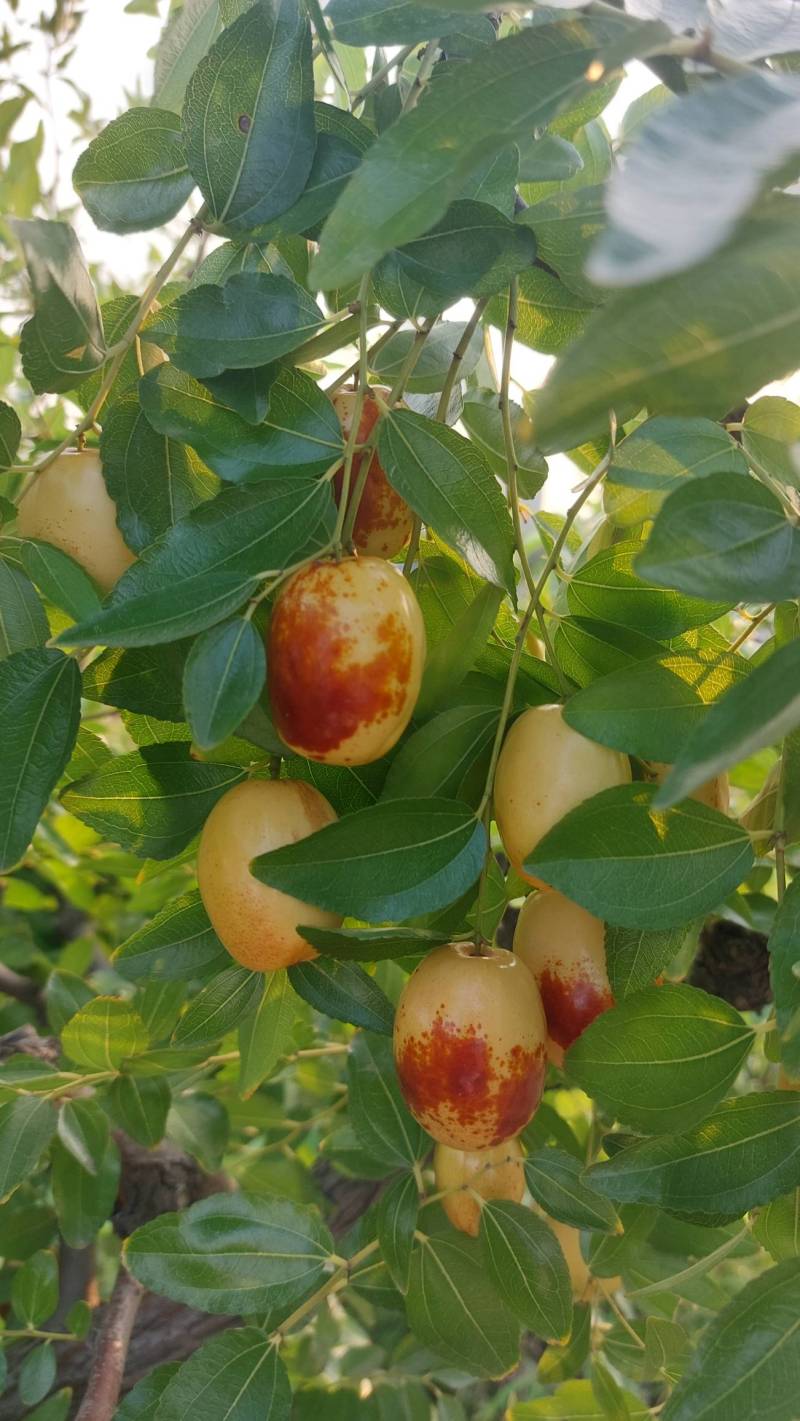 【原创】试吃红丹脆枣