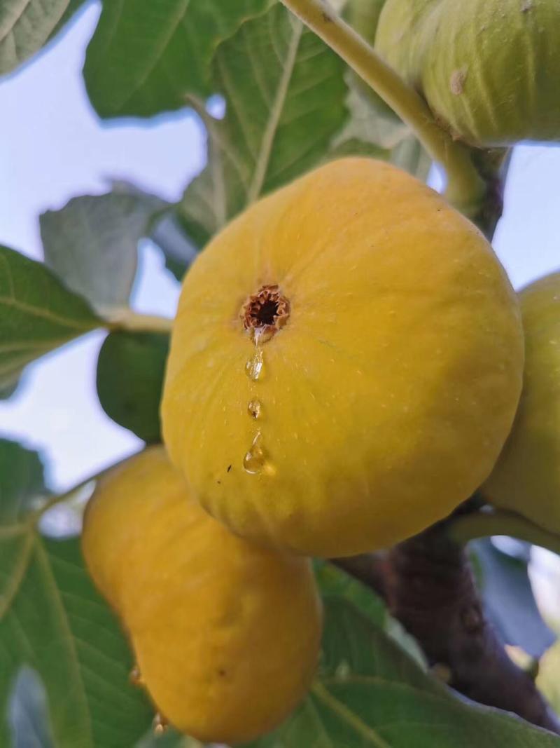 500年无花果王就在新疆和田县独木成林雄伟壮观