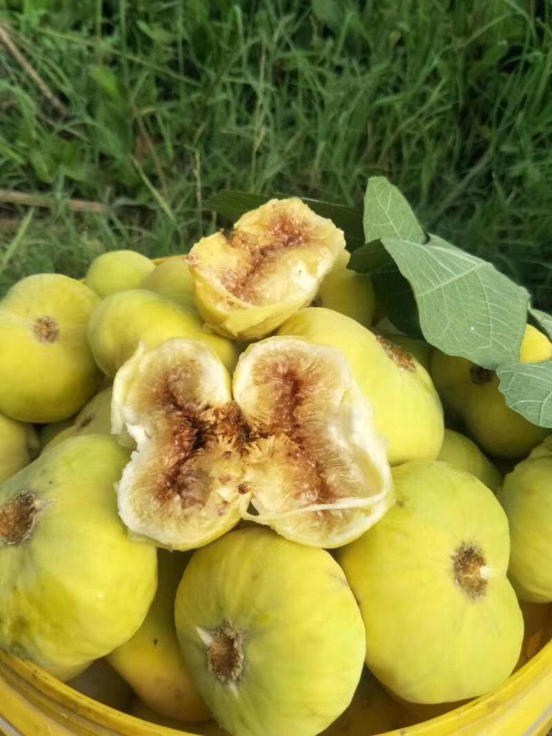 500年无花果王就在新疆和田县独木成林雄伟壮观