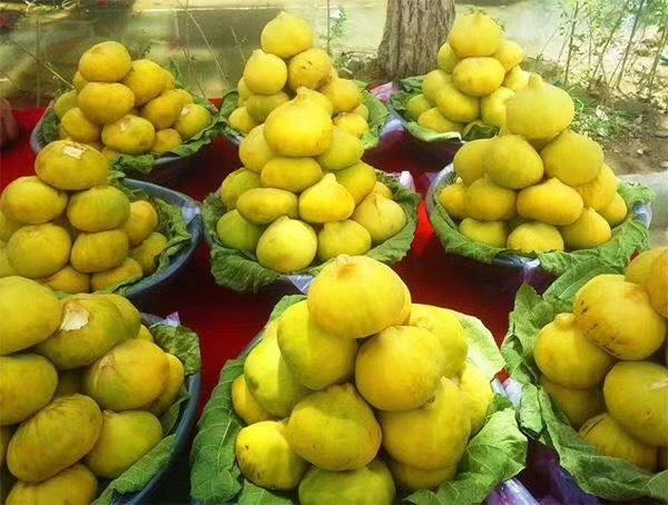 500年无花果王就在新疆和田县独木成林雄伟壮观