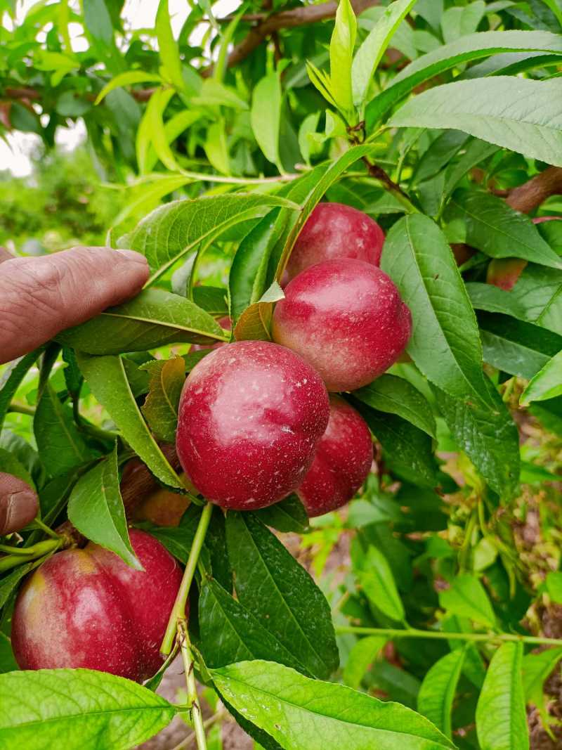 秀珍白肉小桃,高糖,及丰产 - 苗木在线交易大厅 - 水果邦农人之家