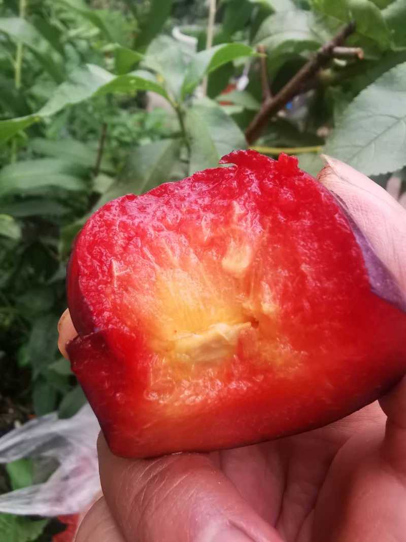 大红李(雪花李)熟了