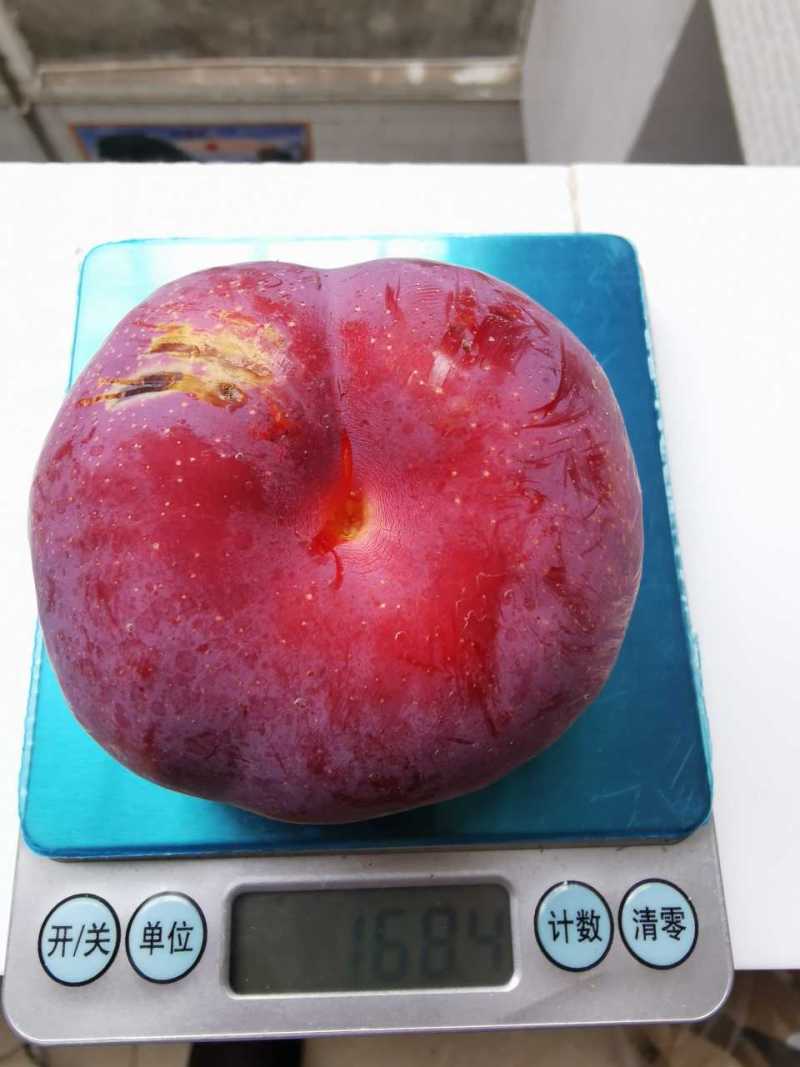 大红李(雪花李)熟了