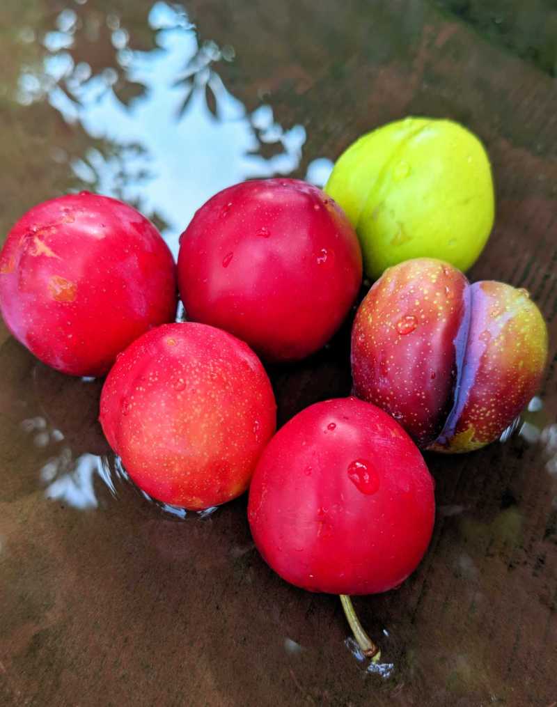 大红李(雪花李)熟了