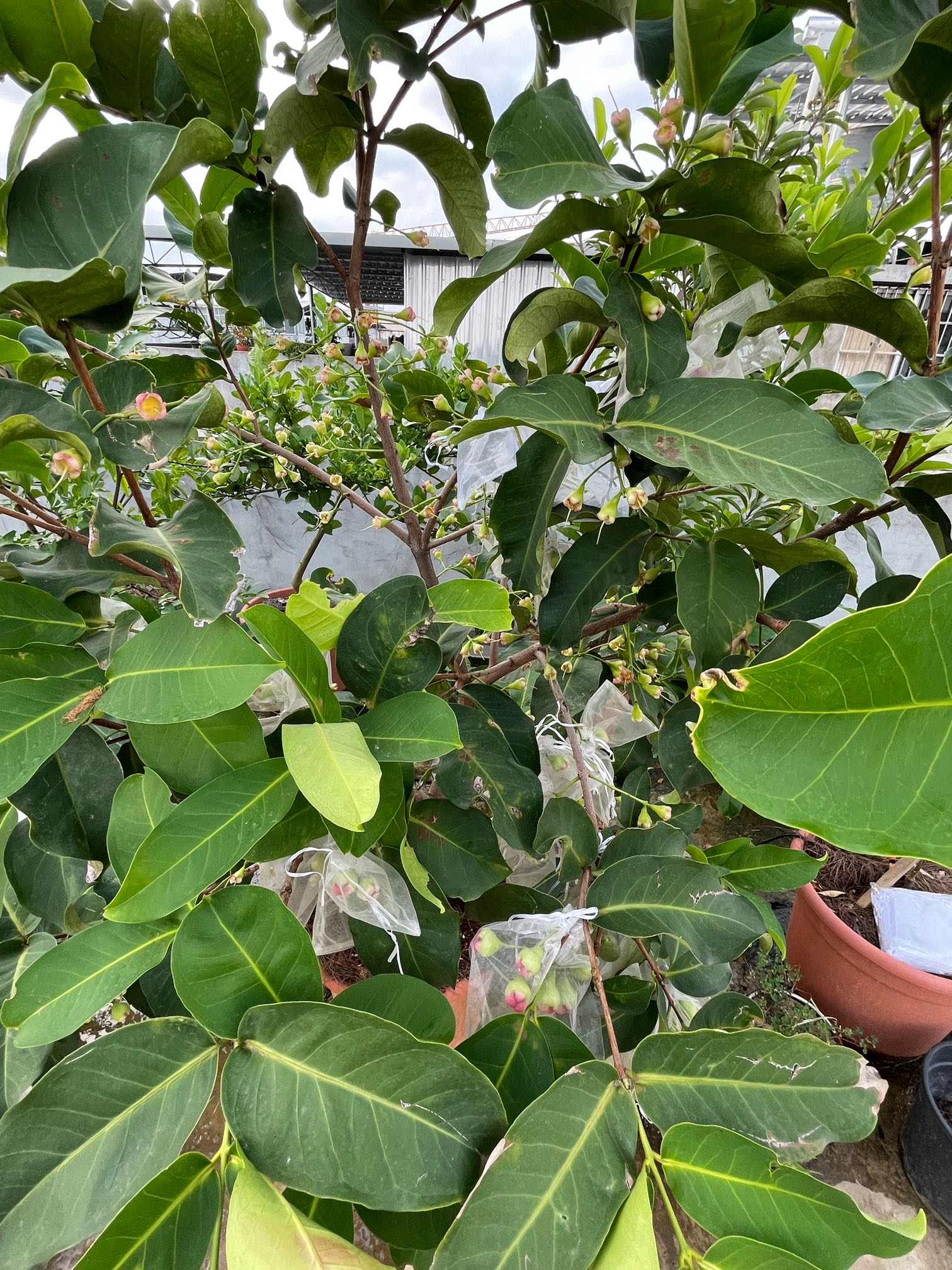 黑糖芭比莲雾几月开花图片