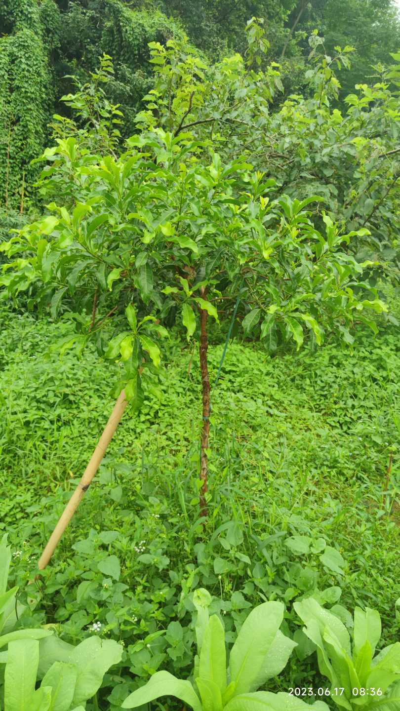 广西黄晶果种植基地图片