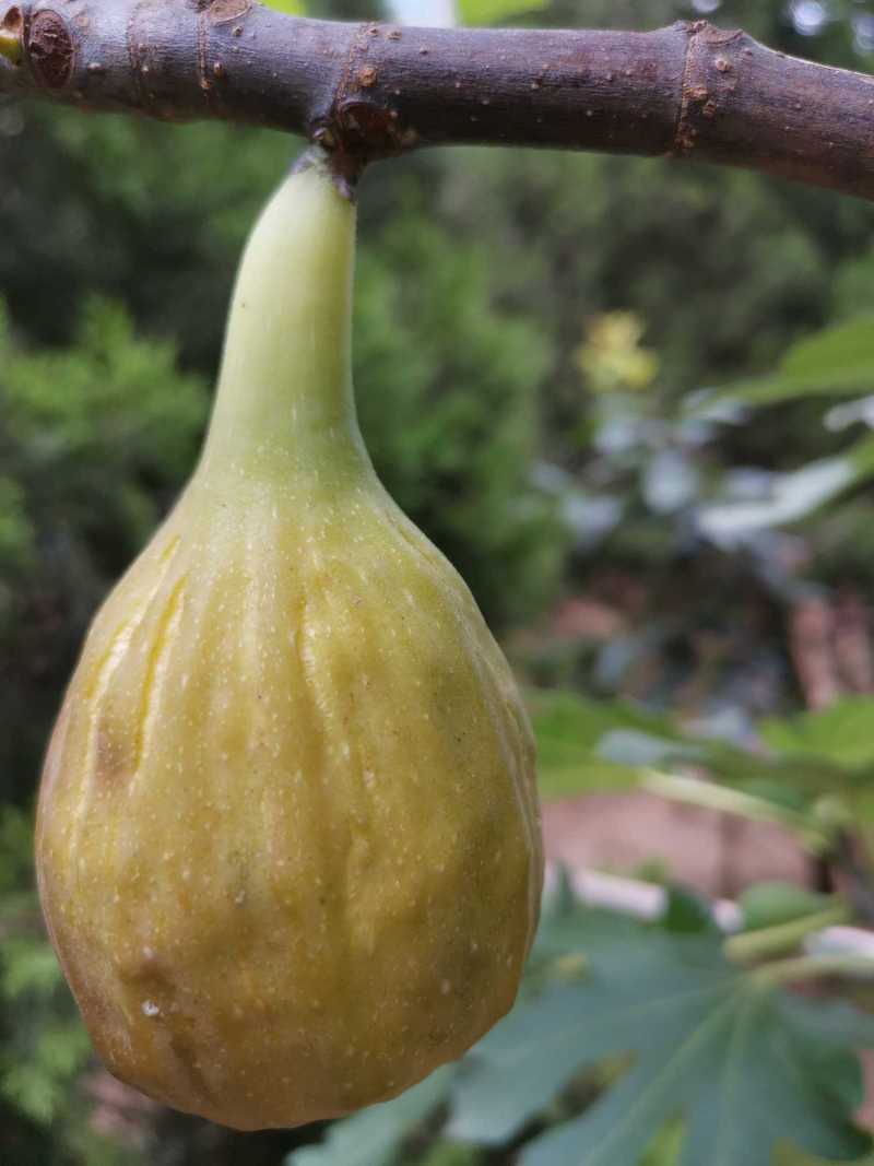 953/ 北方,山东,芭劳奈春果结束 - 无花果论坛 - 水果邦农人之家