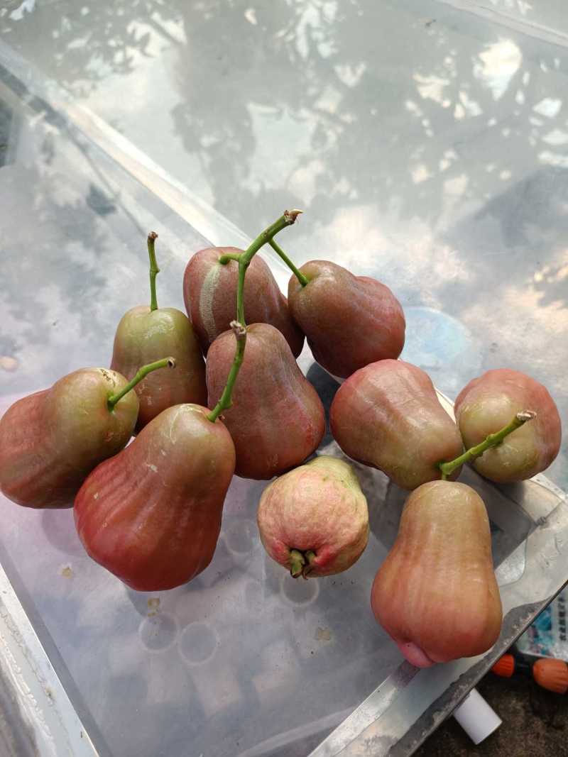 黑糖芭比莲雾的认知 - 莲雾论坛 - 水果邦农人之家