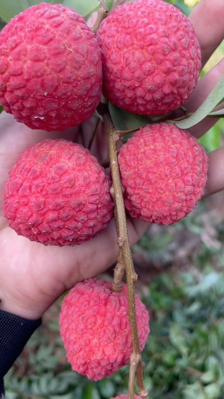 情人荔(中国红)荔枝品种, - 荔枝论坛 - 水果邦农人之家