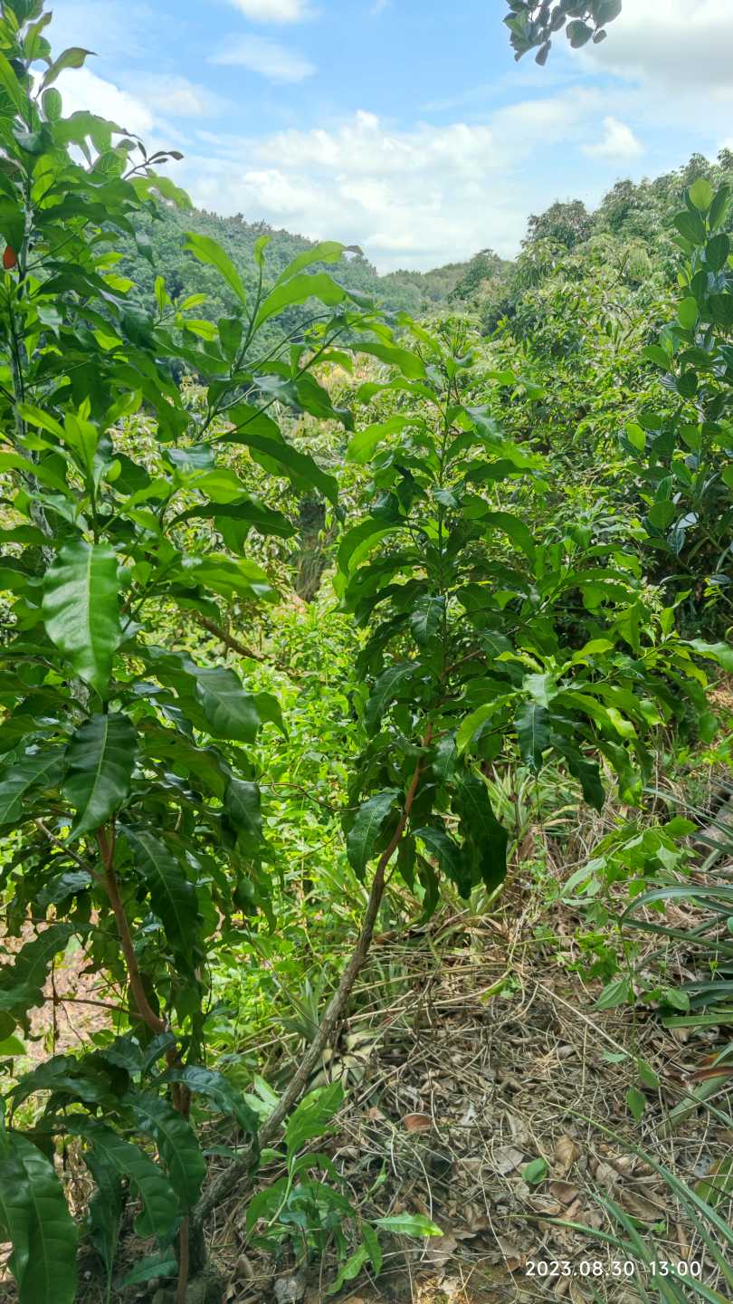 广西黄晶果种植基地图片