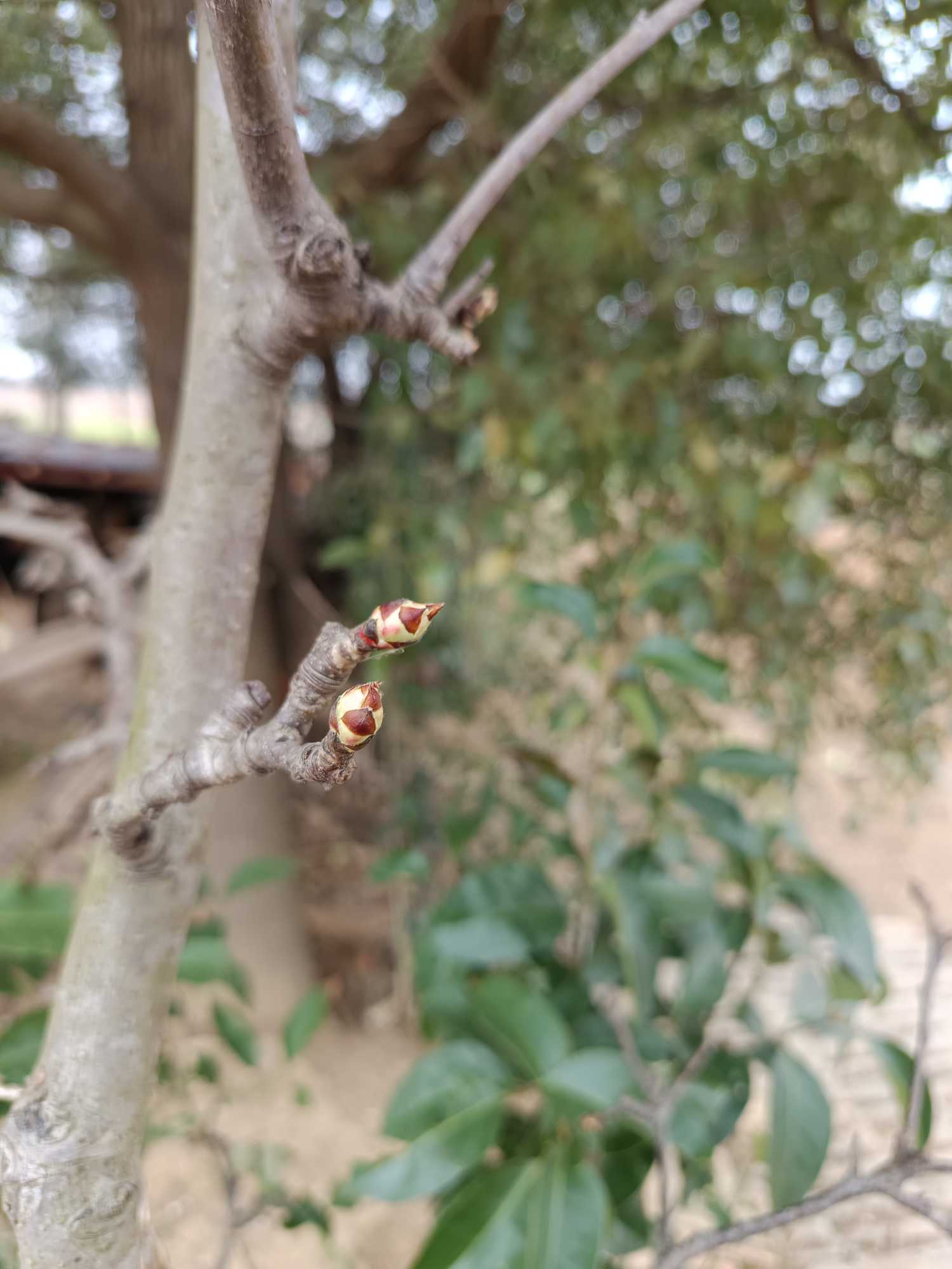 这是梨树花芽还是叶芽?