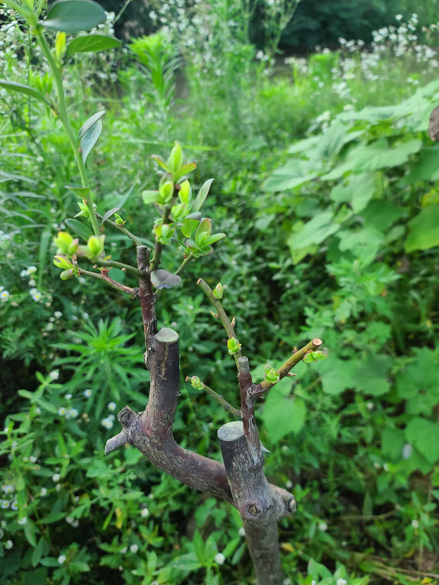 野生蓝莓树 树上图片