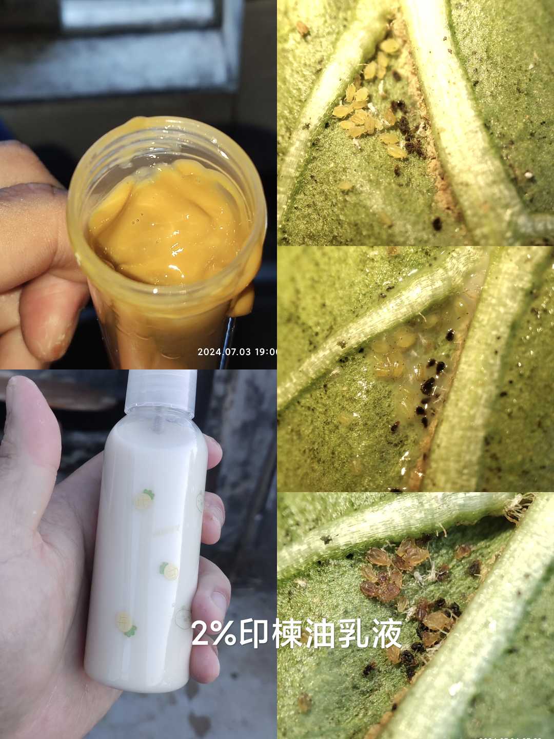 苦楝油杀虫配比图片