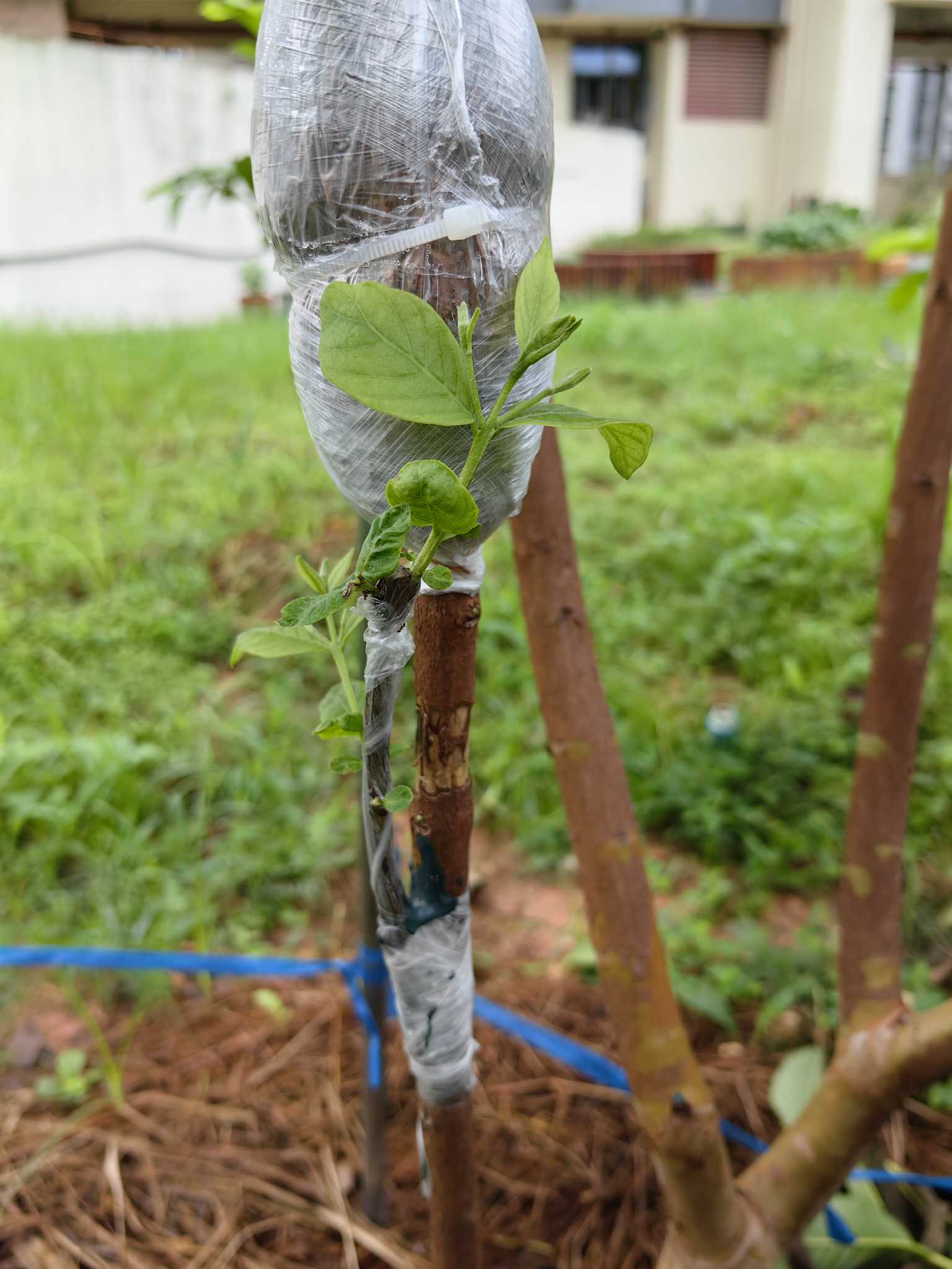 番石榴修剪种植图解图片